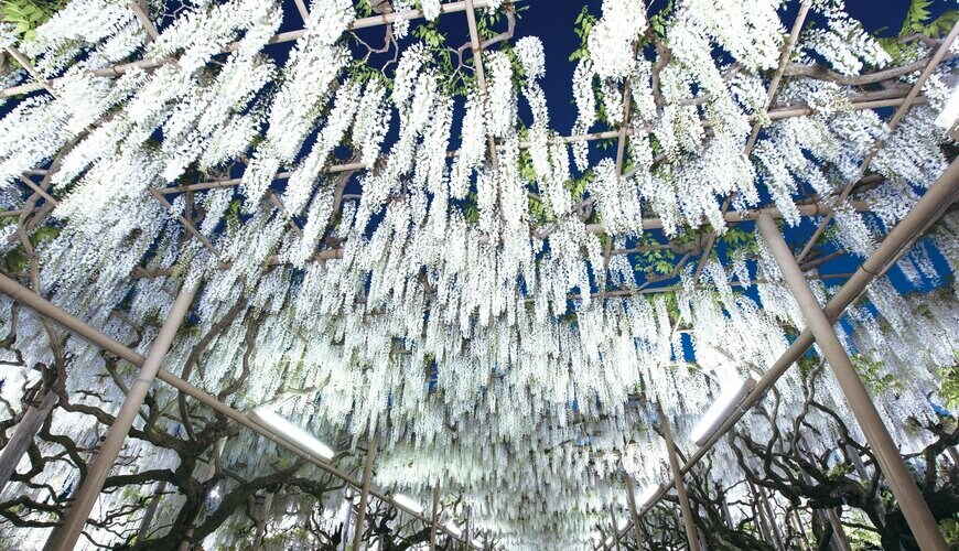 出典：（株）足利フラワーリゾート