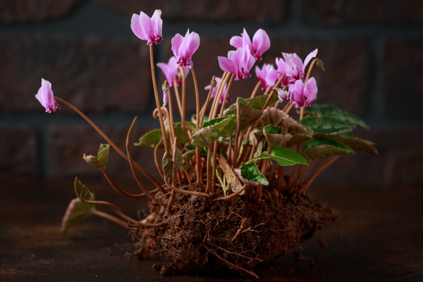 Max_555/shutterstock.com