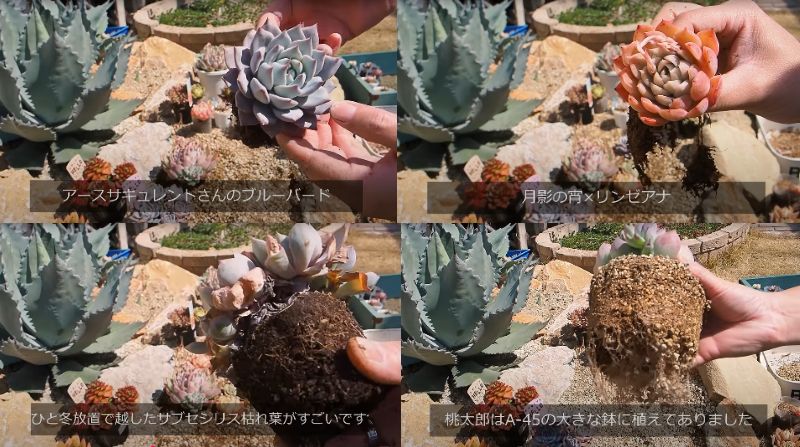 出所：@oliveandsucculentgarden