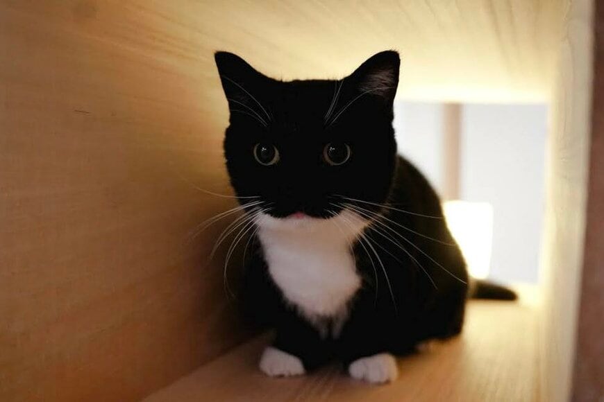 爪とぎの上で「ぶわっ！！」SNSで人気の猫ちゃんの勇ましい姿が話題