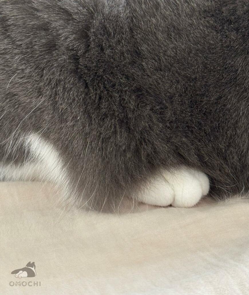 出所：@omochiomoching