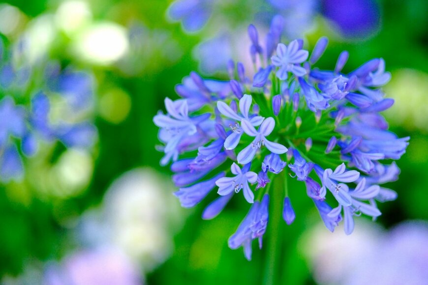 【ガーデニング】梅雨に咲く爽やかな青い花＜涼やかブルーが美しい＞多年草・一年草3選
