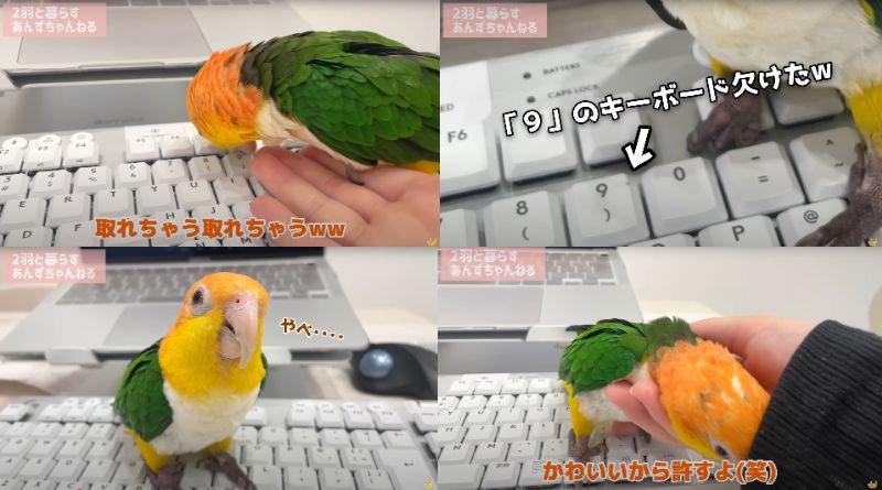 出所：@anz_omomiri