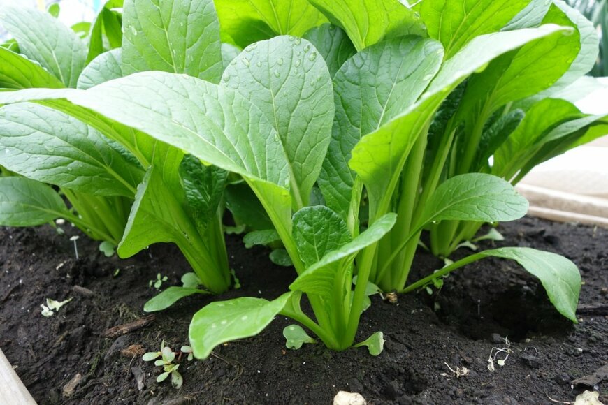 Ryoko Fujiwara/shutterstock.com