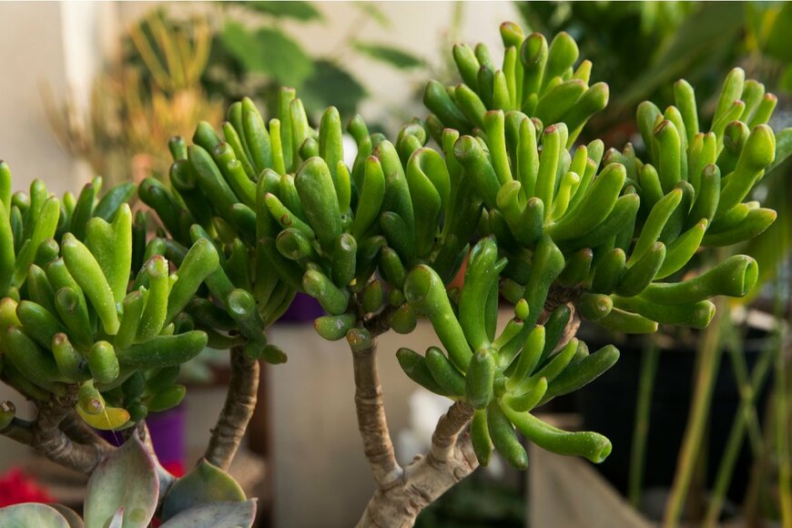 Gonzalo de Miceu/shutterstock.com