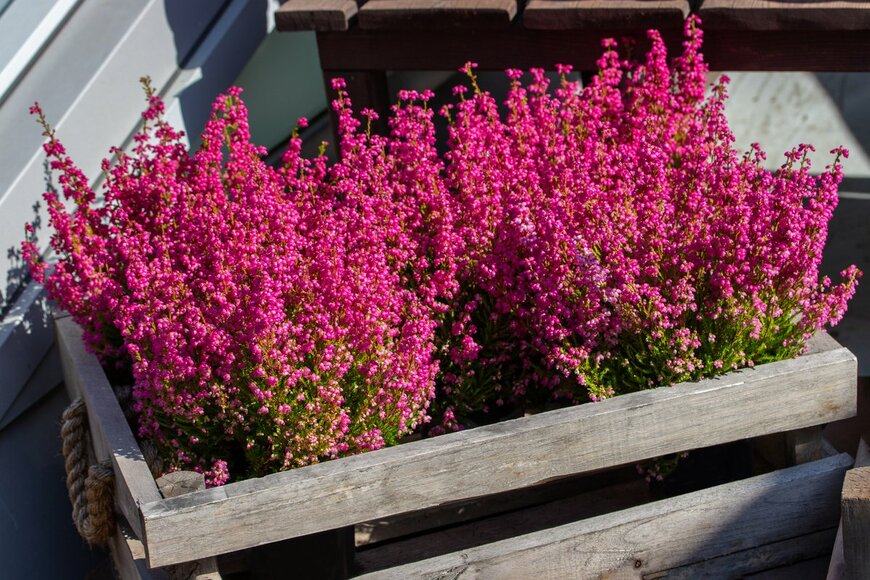 冬のガーデニング【エリカの育て方・種類】カワイイ小花が咲く！寄せ植えにオススメ