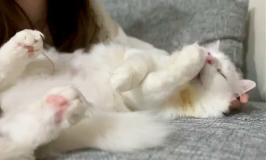 出所：@meltube_cat