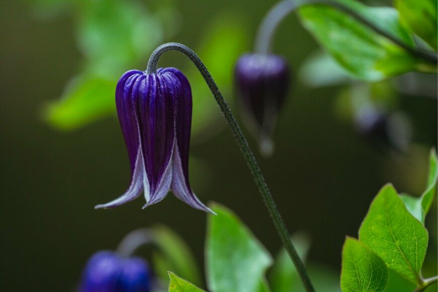 pianoman555/istockphoto.com