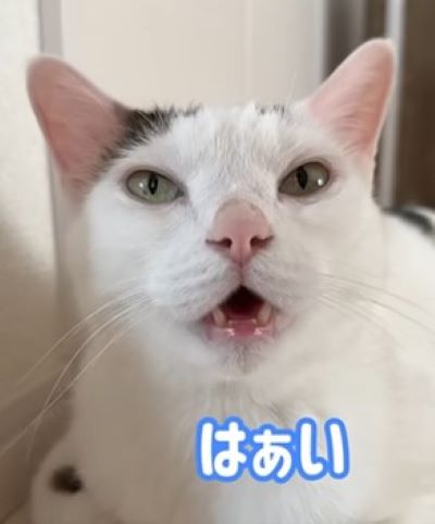 「ママと会話していてまるで人みたい」飼い主さんが話しかけるとお返事する猫ちゃんがかわいすぎる