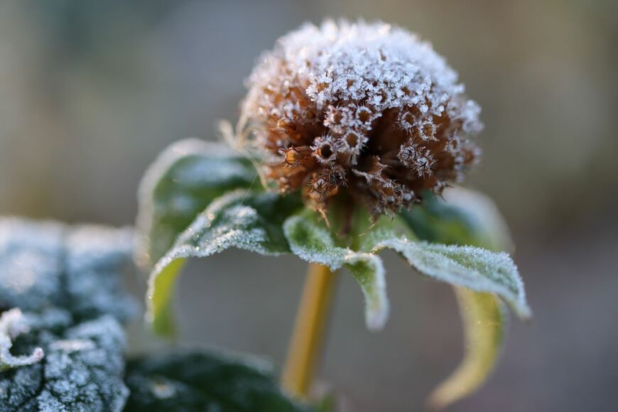 Lisa Basile Ellwood/shutterstock.com