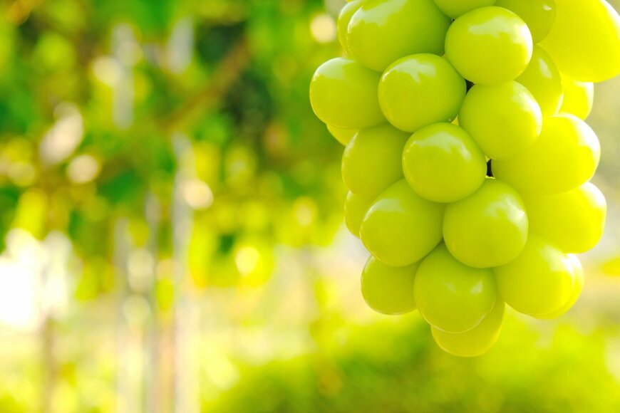 Flowersandtraveling/shutterstock.com