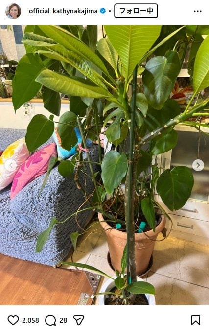 出所：キャシー中島のInstagram（＠official_kathynakajima） 参照日：2025年12月9日