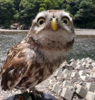 【健康長寿の祈願へ】お誕生日を迎えたフクロウさんとさんぽ　神聖な場所で楽しむ姿にいいね続々