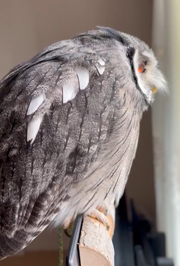 出所：@purinon2929k