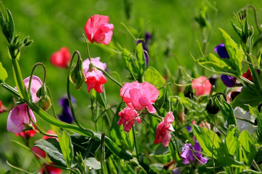 SHARKY PHOTOGRAPHY/shutterstock.com