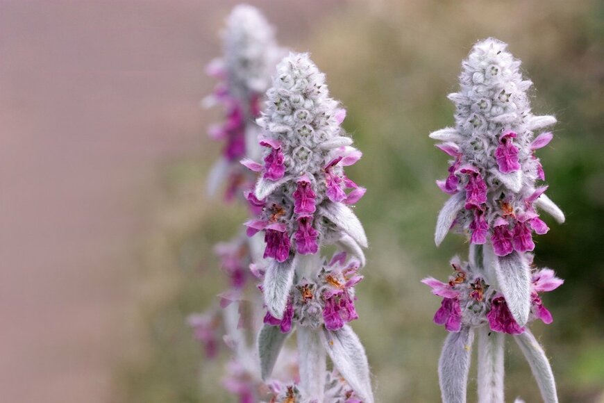 Tibesty/shutterstock.com