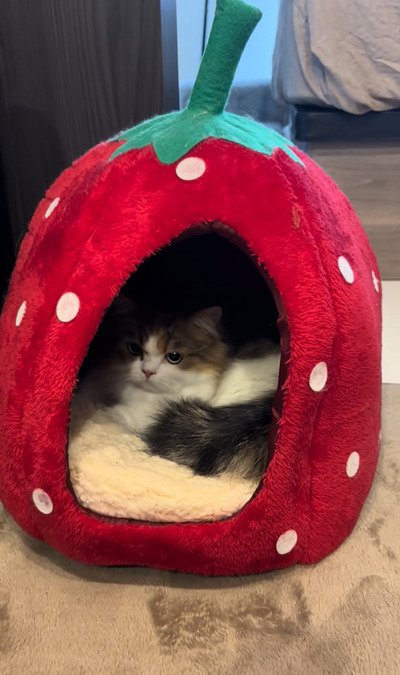 出所：@maguro_hokke