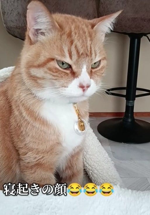 出所：@torakichicorporation