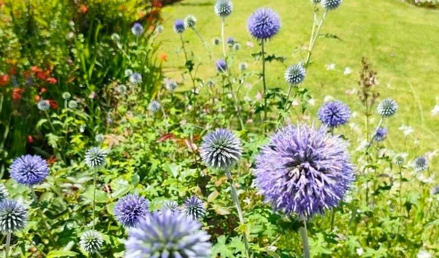 真夏に涼やかなブルーの花が咲く！まんまるフォルムが素敵な「植えっぱなしOKの多年草」は、今が植えどきです！