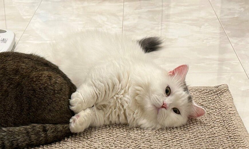 出所：@ponpokopontanu