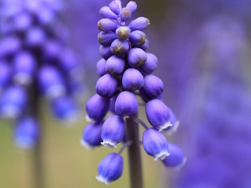 青い小花を穂状に咲かせているムスカリ