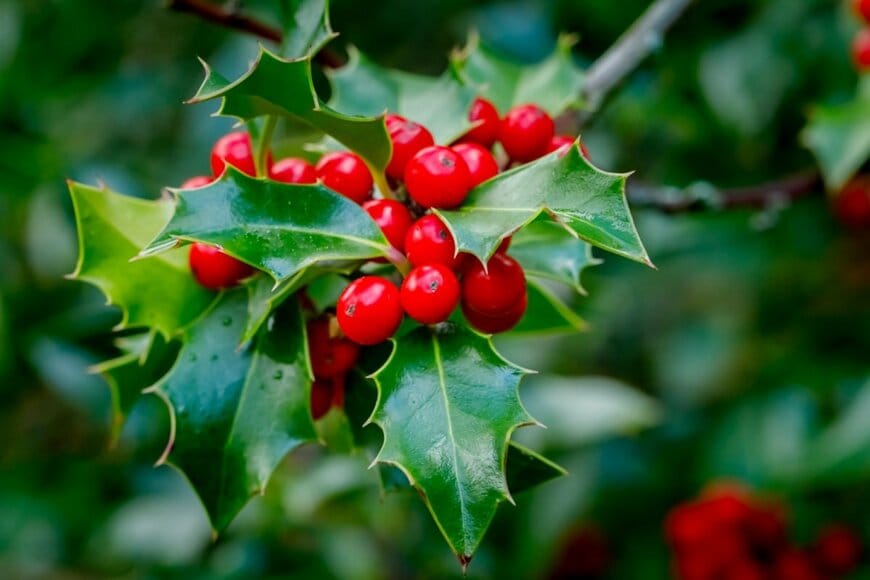 赤い実を付けているクリスマスホーリー。葉は濃い緑色