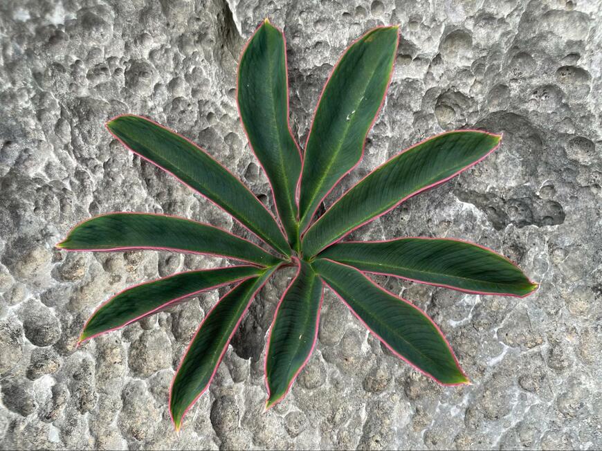 美しい「アモルフォファルス アトロビリディス」