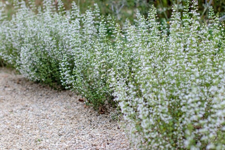 小さな白い花を咲かせているカラミンサ