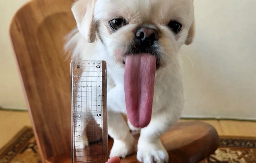 舌を出すワンちゃん