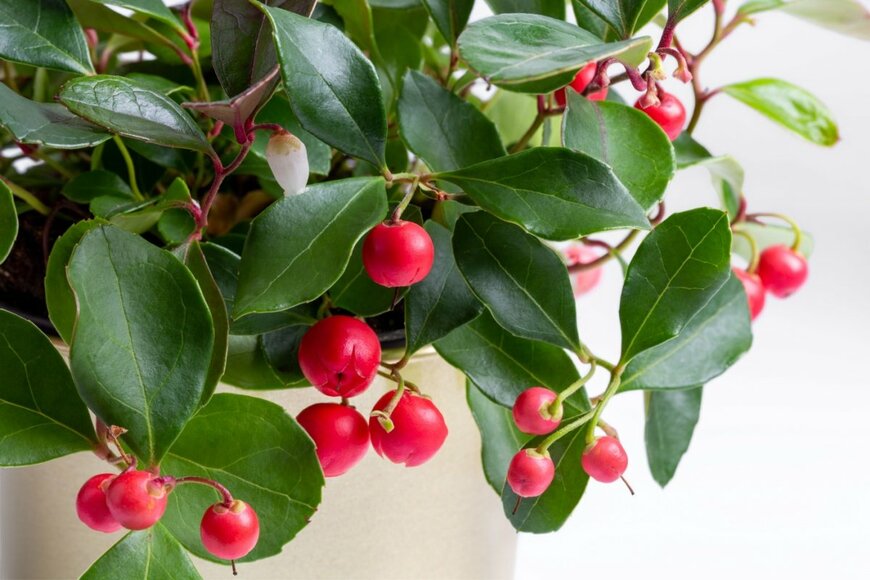 赤くて丸い実をたくさんつけているチェッカーベリー