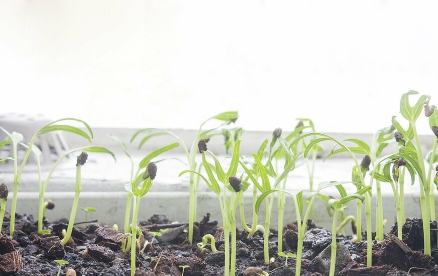 種から出た小さな芽がたくさん