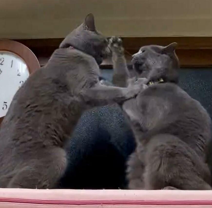 2匹の猫のけんか