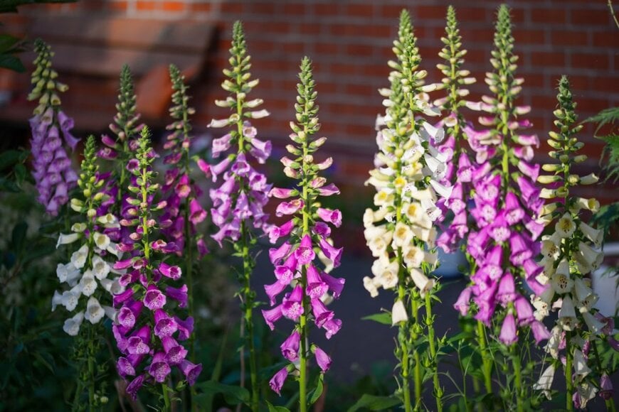 大型の花穂に紫や白の花を咲かせているジギタリス