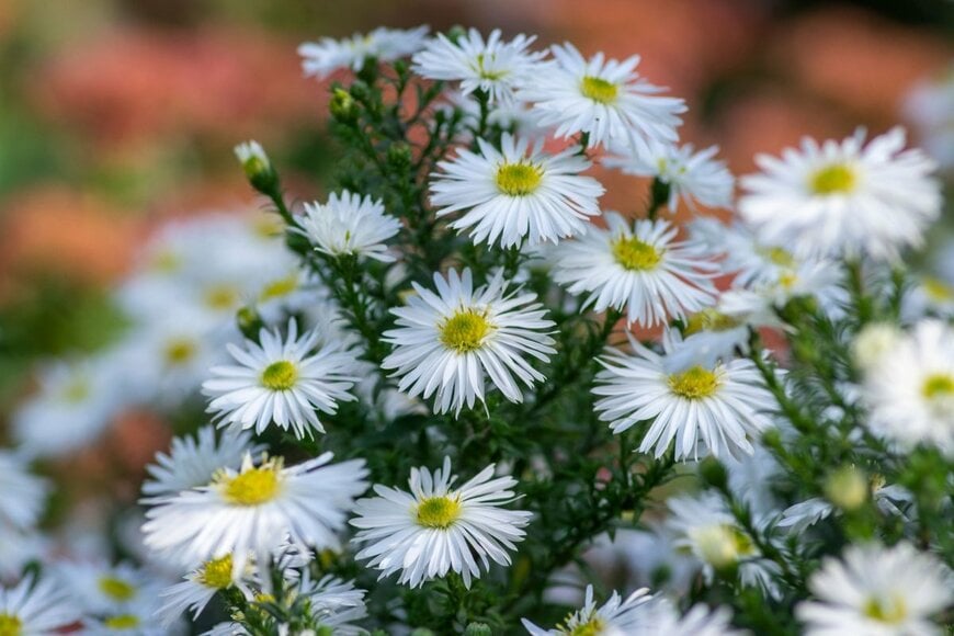 白い花を咲かせている、宿根アスター。花の中央は黄色