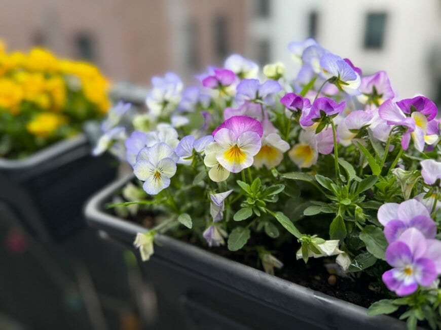 淡い青や紫、黄色などの花を咲かせている、ビオラ