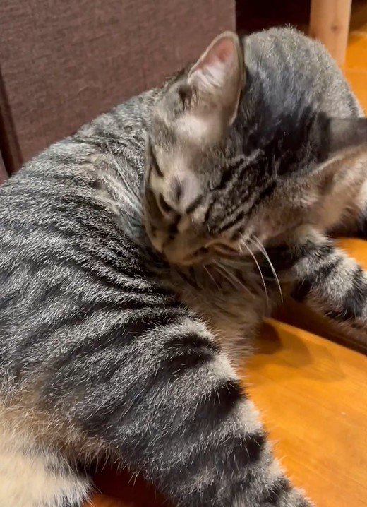 毛づくろいする猫