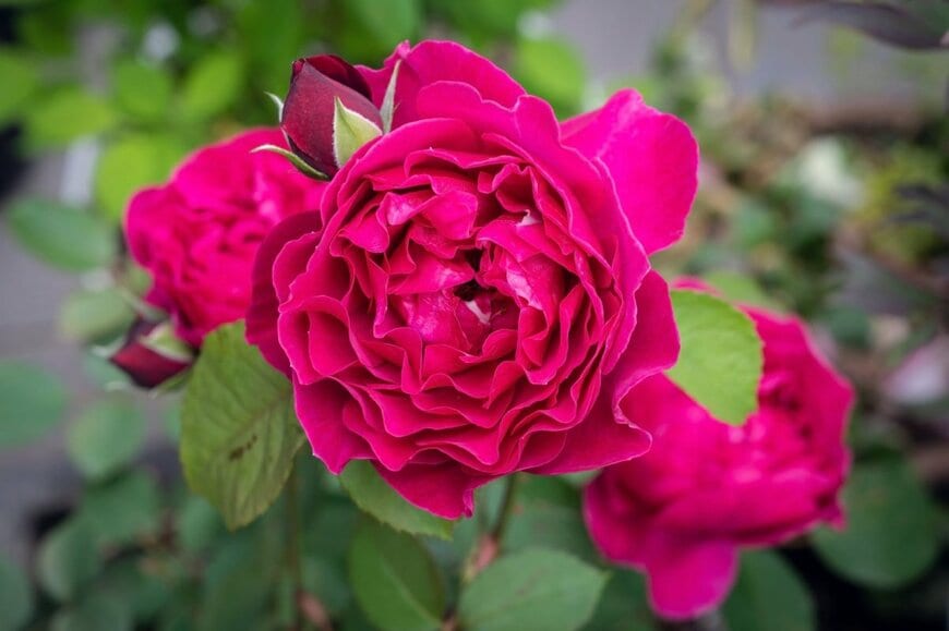 赤い花を咲かせている、オデュッセイア