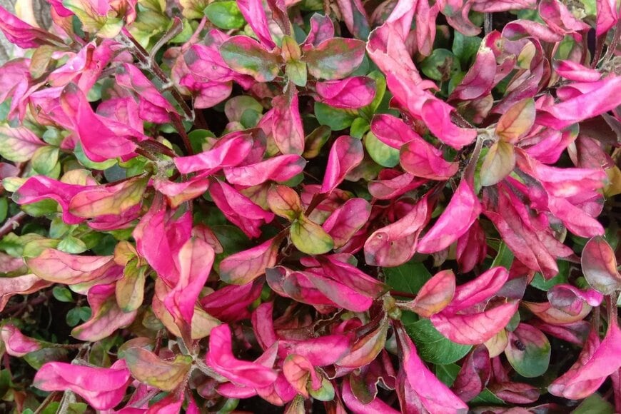 赤紫色の葉がおしゃれなアキランサス