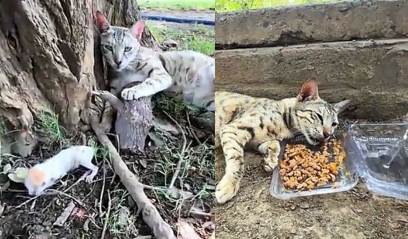 出所：<u><a href="https://www.tiktok.com/@rescue.sweet/video/7511909937115647274" target="_blank">@rescue.sweet</a></u>