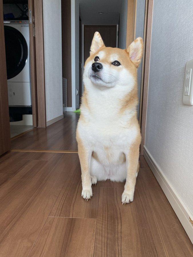 座っている犬