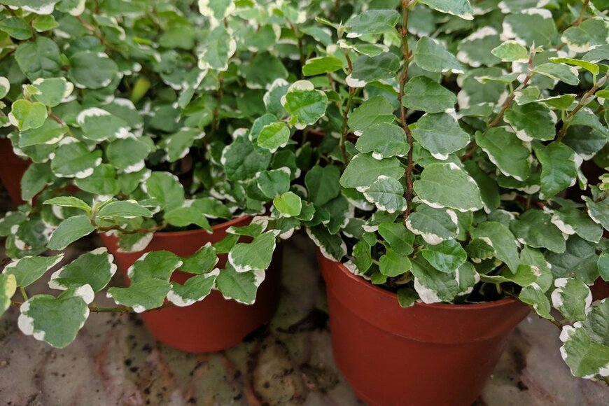 葉の縁に白い斑が入った、フィカス・プミラ