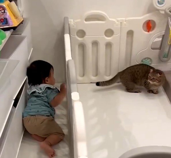 赤ちゃんと猫