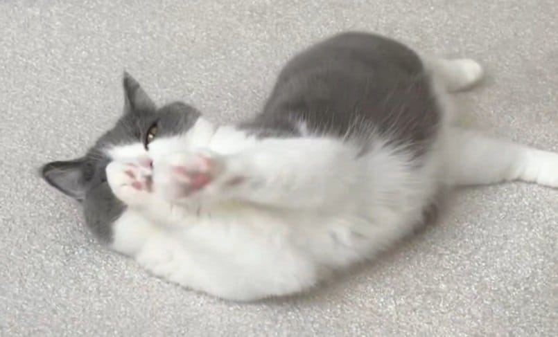 リラックスした姿を見せる猫
