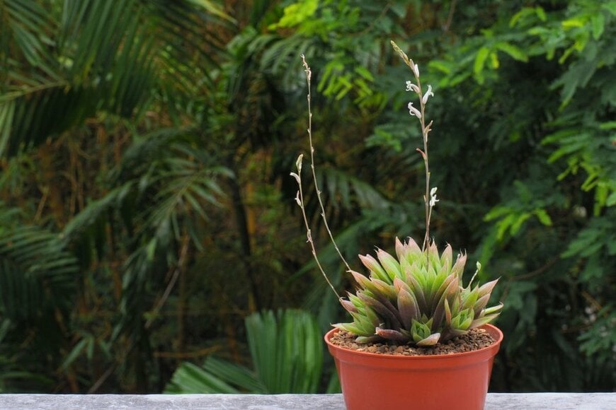 赤茶色の鉢に植えられたハオルチア。葉はふっくらとしており、長く伸びた茎には花が咲いている。