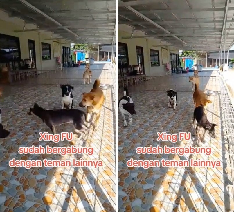出所：<u><a href="https://www.tiktok.com/@jambidoglover/video/7653675368276151559" target="_blank">@jambidoglover</a></u>
