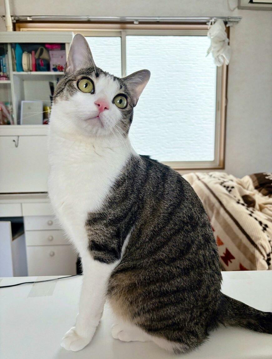 かわいい琥珀くん