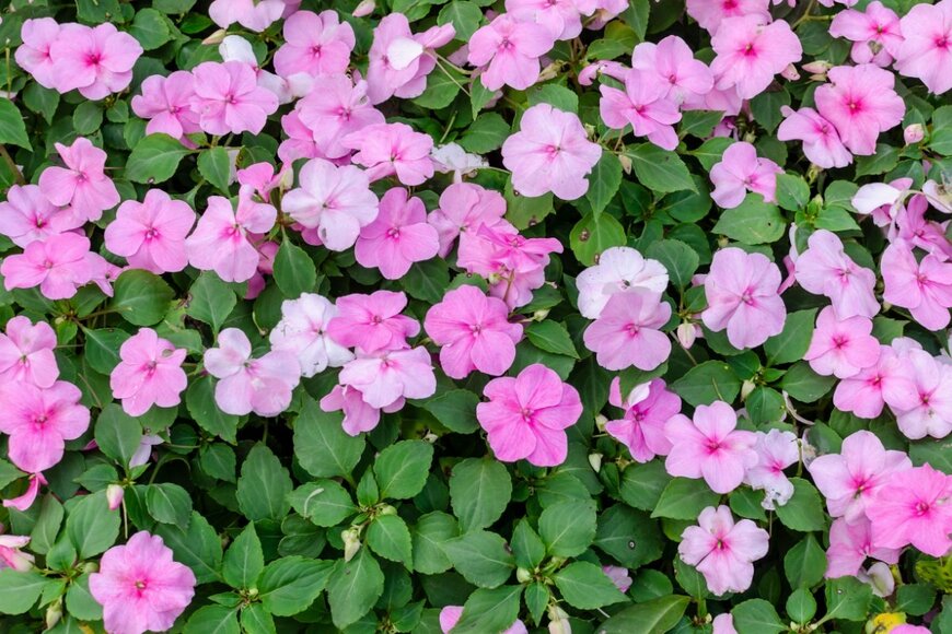 ピンクの花のインパチェンス