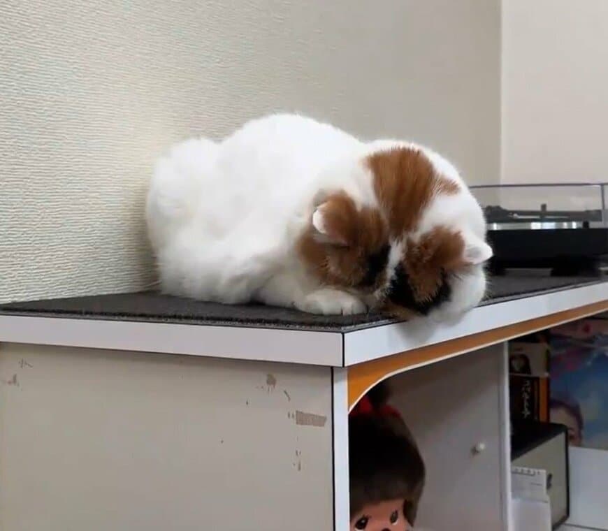 落ち込む猫