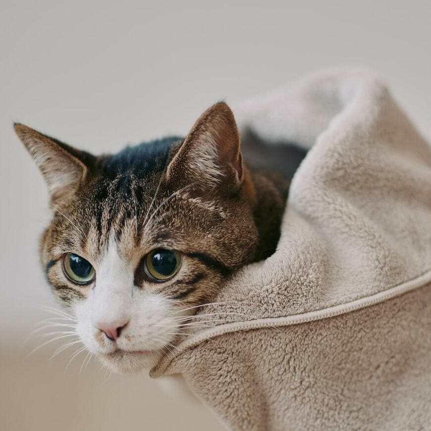 無印良品、マイクロファイバー　ポケット付ペット用タオルの画像