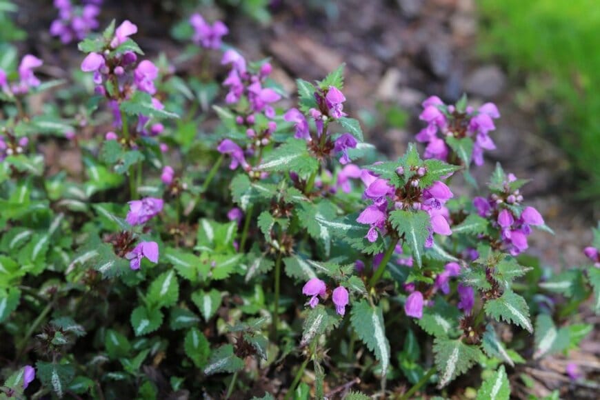 ラミウムの花が咲いている。花の色はピンク